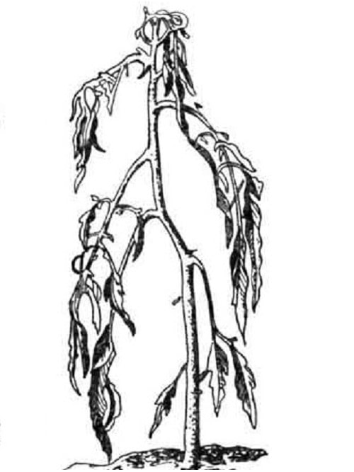 сидераты для огорода