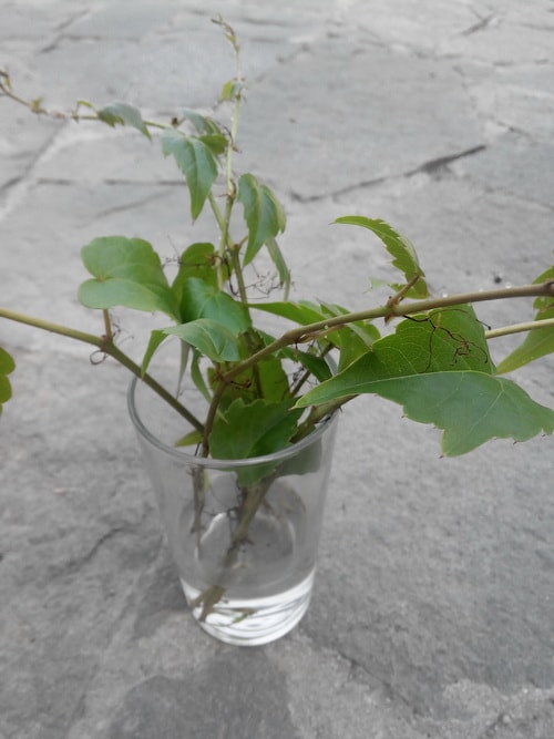 плющ садовый вечнозеленый посадка и уход