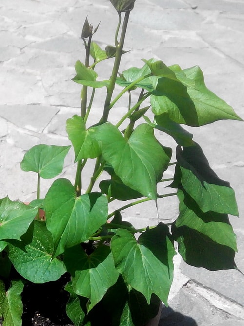 как вырастить батат