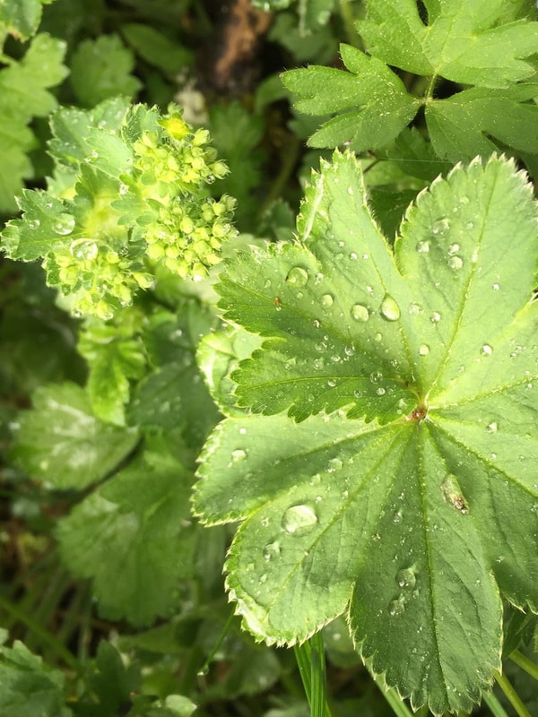 манжетка мягкая посадка и уход фото