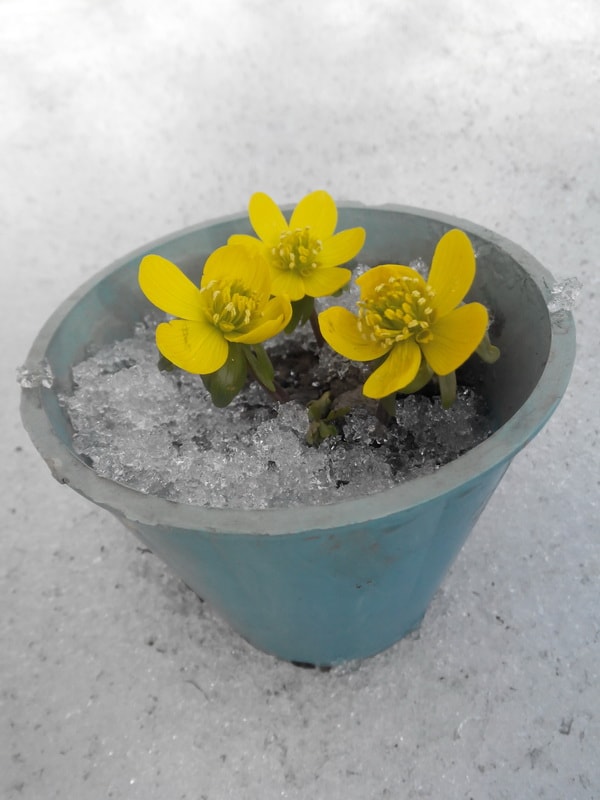 эрантис посадка и уход