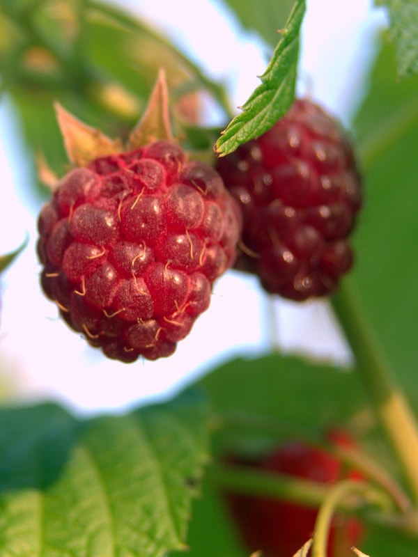 малиновое дерево отзывы фото