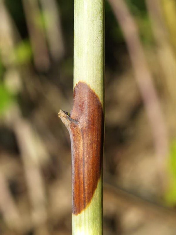 пурпурная пятнистость малины чем лечить