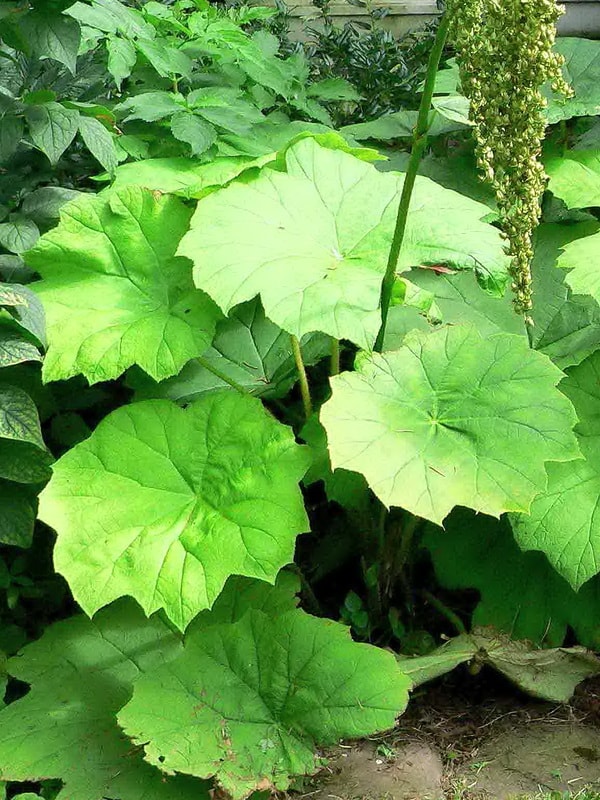 астильбоидес пластинчатый: посадка и уход в открытом грунте