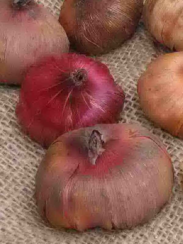 хранение гладиолусов зимой