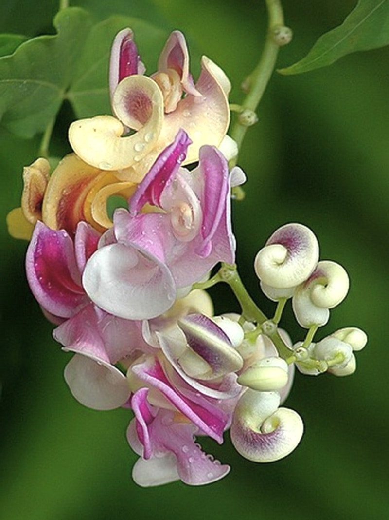 вигна каракалла выращивание