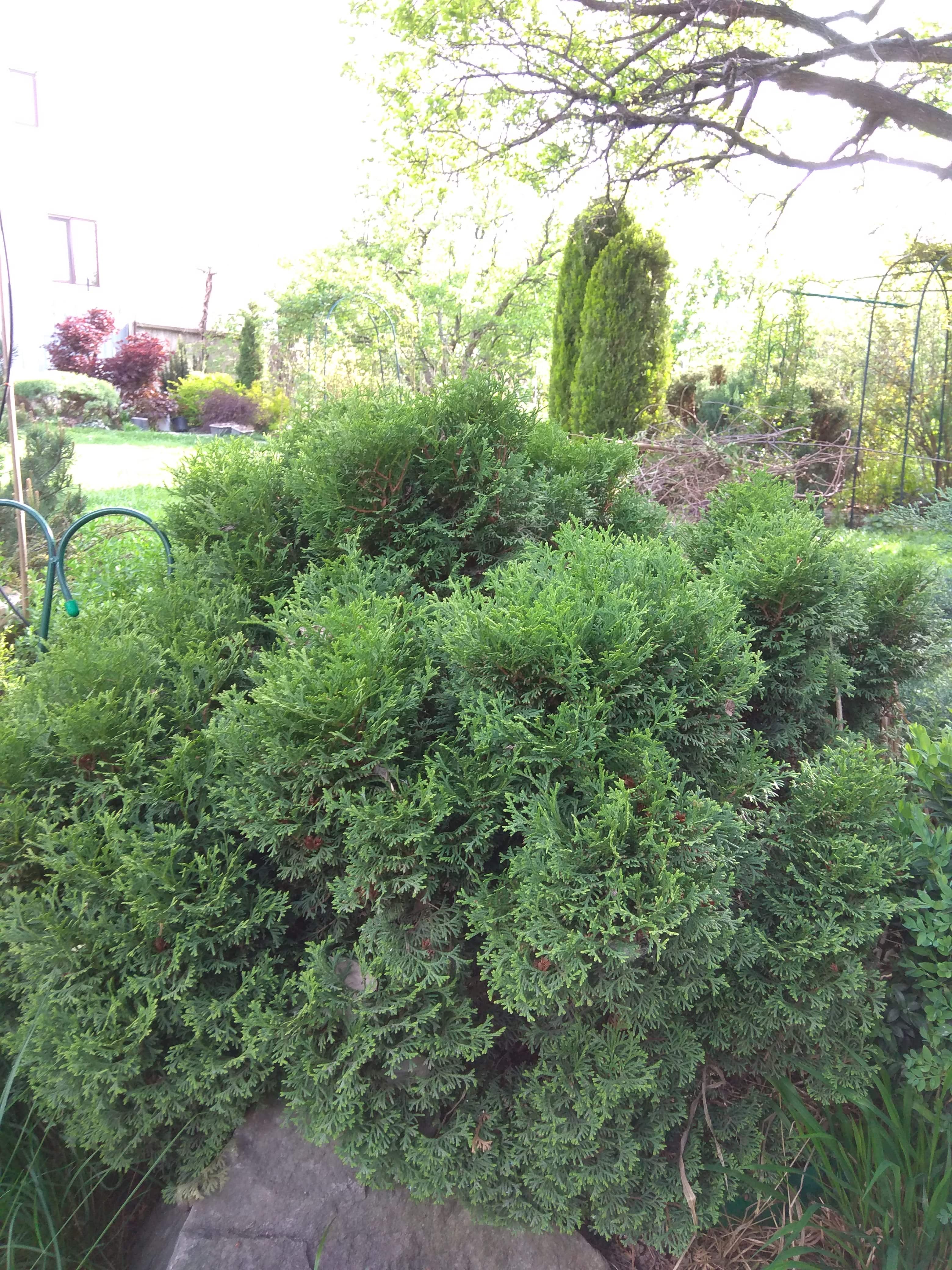 туя Даника: описание, размеры (фото)