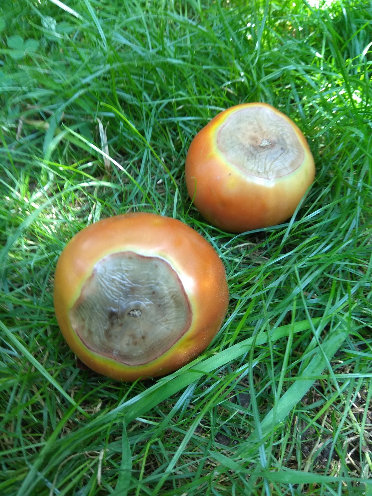 нехватка кальция в почве